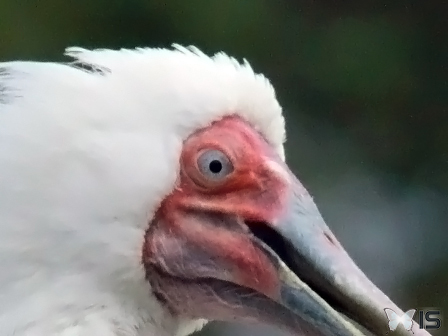 Tête d'un Ibis blanc